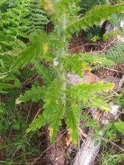 Cirsium brevistylum