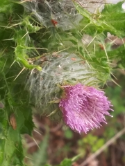 Cirsium brevistylum