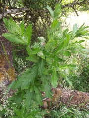Cirsium brevistylum