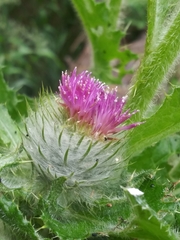 Cirsium brevistylum