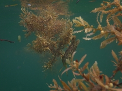 Lobotes surinamensis