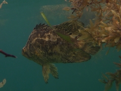 Lobotes surinamensis