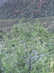 Prunus fasciculata