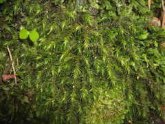 Echinodiopsis hispida