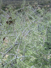 Prunus fasciculata