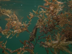 Lobotes surinamensis