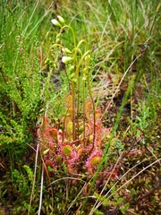 Drosera × obovata