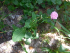 Emilia sonchifolia image