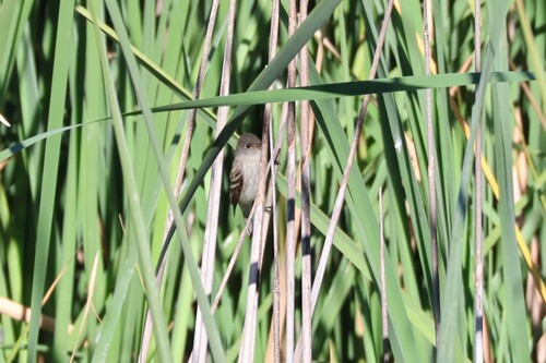 Wilgenfeetiran (Empidonax traillii)