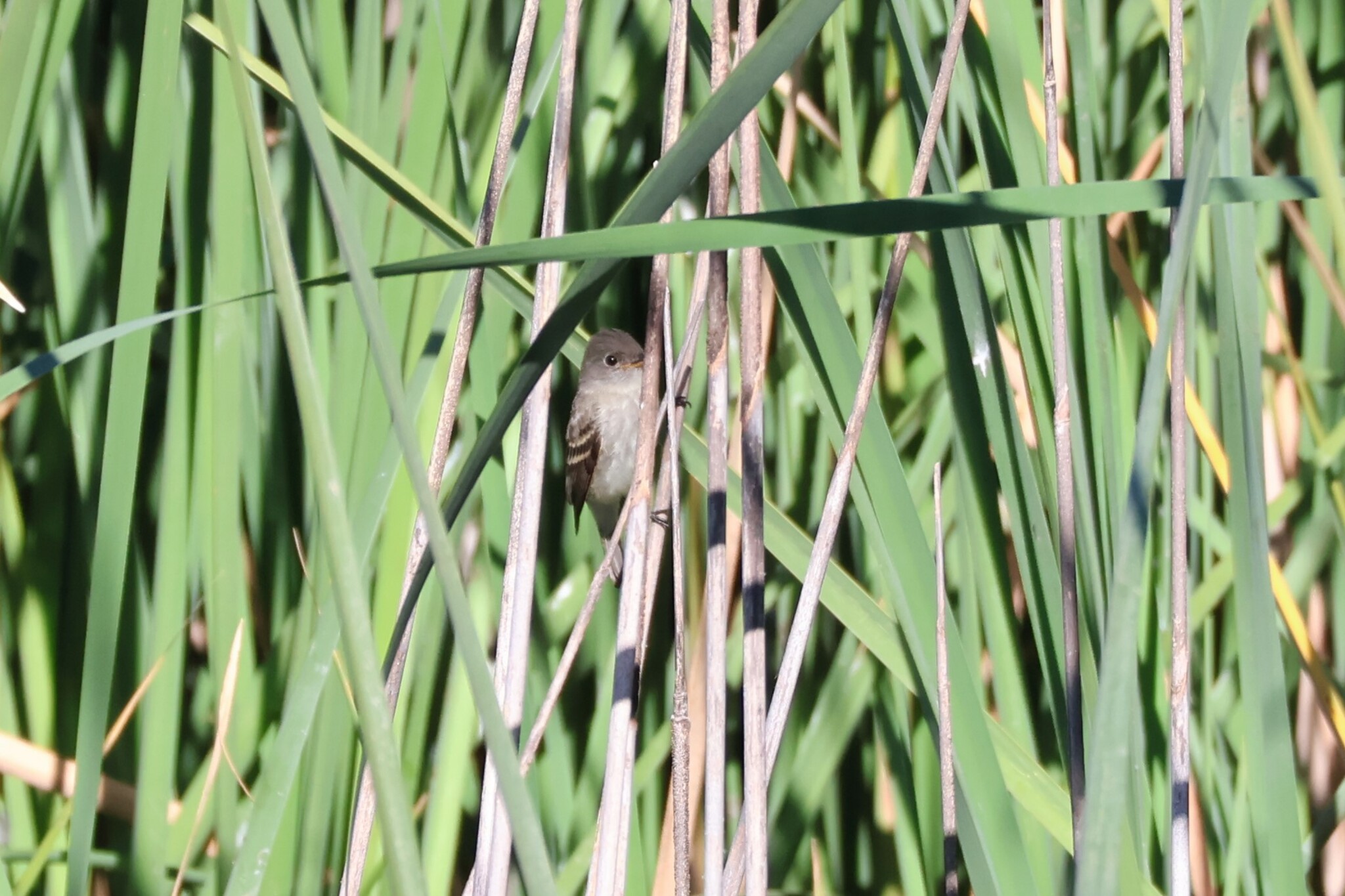 Willow Flycatcher (Empidonax traillii)
