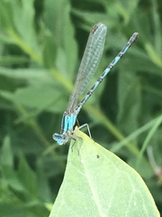 Argia alberta