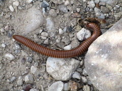 Orthoporus