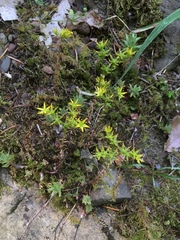 Sedum radiatum