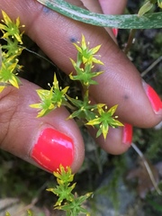 Sedum radiatum