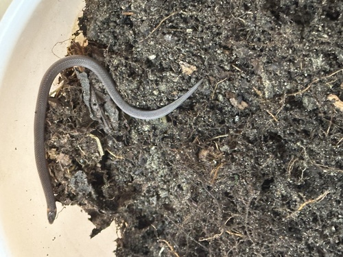 Mountain Worm-eating Snake