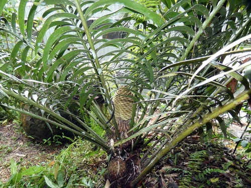 Image of Lepidozamia hopei by (c) Kai Squires, some rights reserved (CC BY)