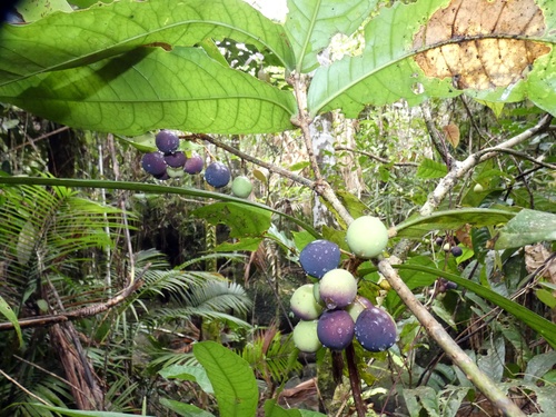 Chionanthus sleumeri (Chionanthus sleumeri)