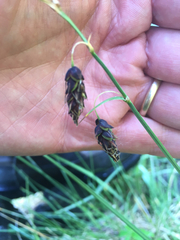 Carex pluriflora
