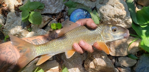 Notchlip redhorse (Moxostoma collapsum) — Catostomidae — 5