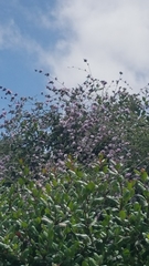 Malacothamnus fasciculatus catalinensis