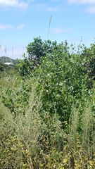 Malacothamnus fasciculatus catalinensis