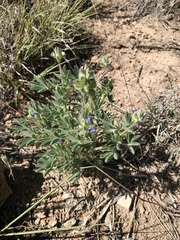 Lupinus kingii