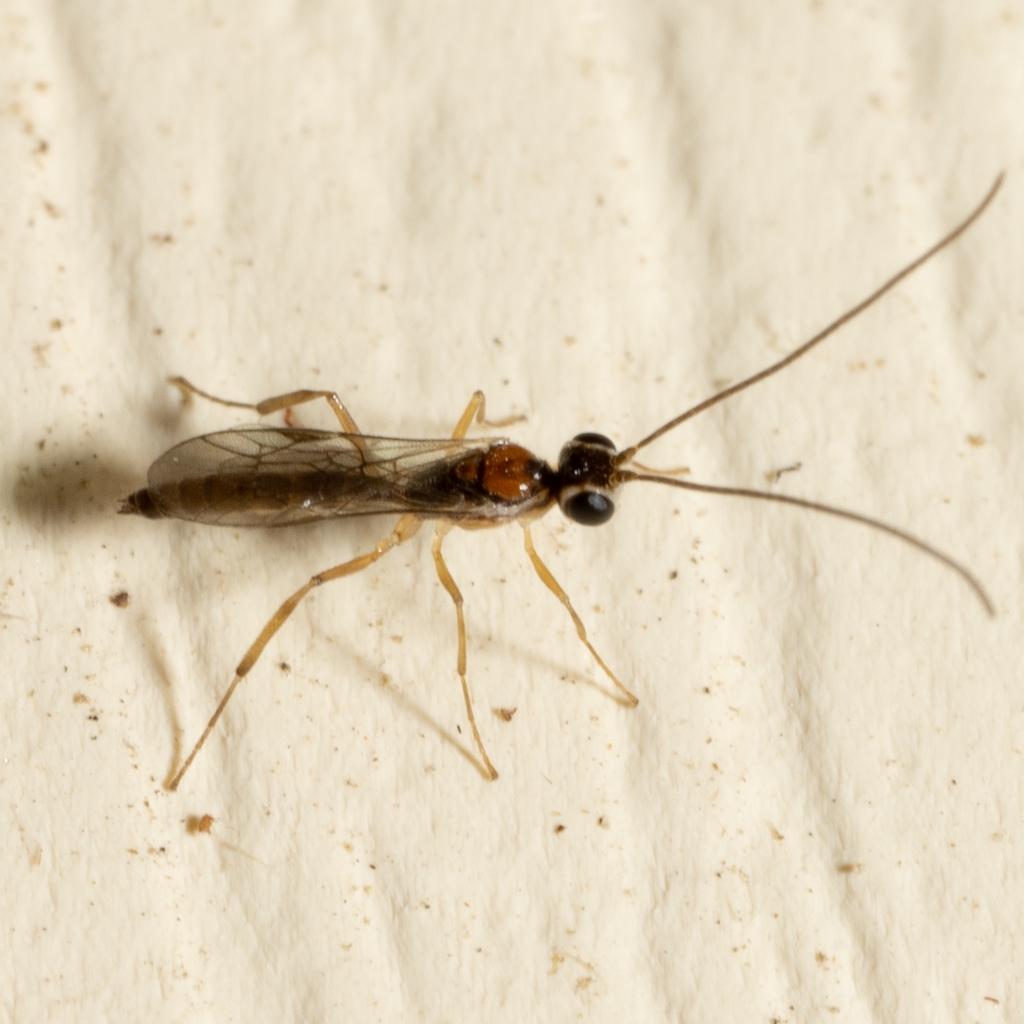 Oedemopsis davisi