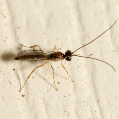 Oedemopsis davisi