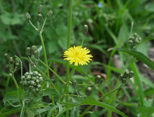 Crepis capillaris