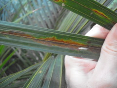 Nameriophyes sapidae