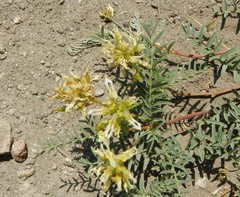 Astragalus bolanderi