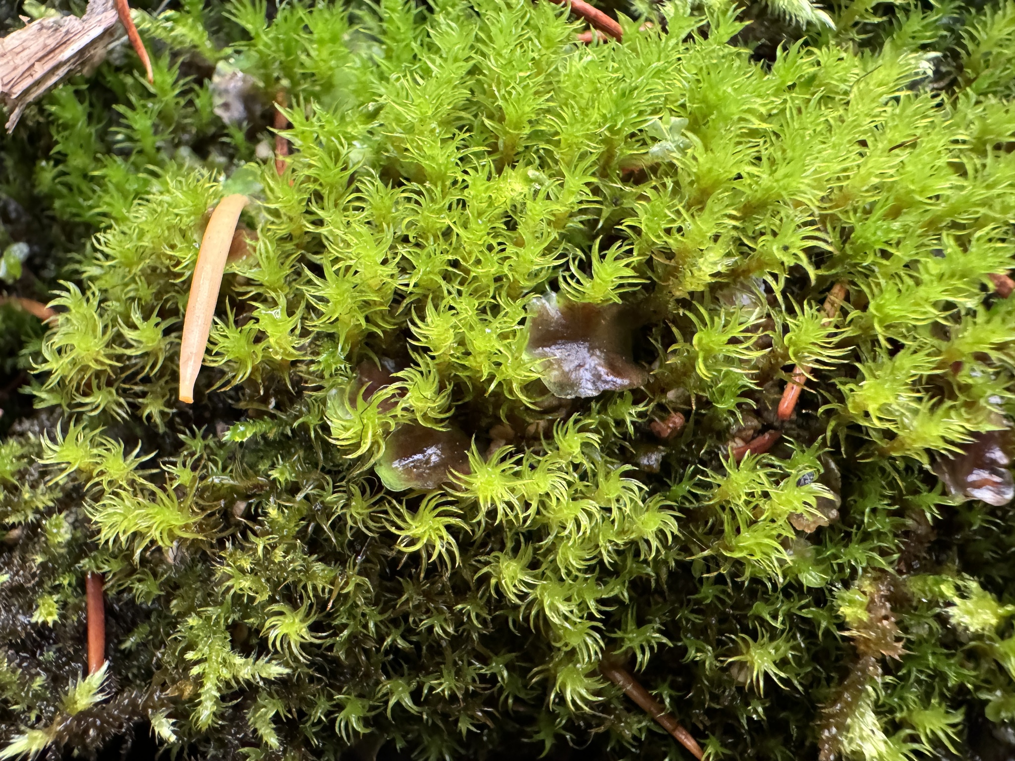 Oncophorus virens