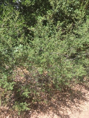 Ceanothus foliosus