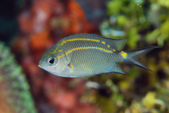 Spiny Chromis photo 2