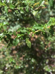 Ceanothus foliosus