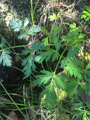Conioselinum