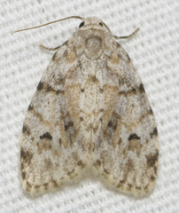 Clemensia ochreata