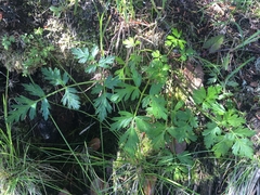 Conioselinum