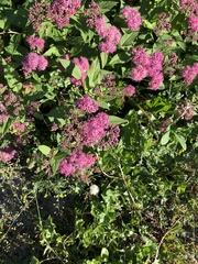 Spiraea splendens
