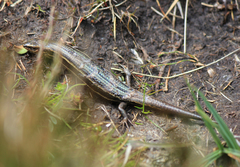 Pseudemoia pagenstecheri