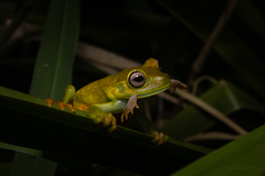 White-Banded Tree Frog photo 4
