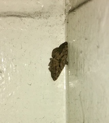 Digrammia gnophosaria