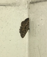 Digrammia gnophosaria