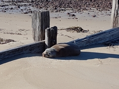 Arctocephalus pusillus