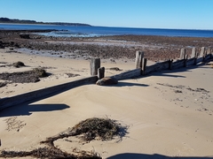 Arctocephalus pusillus