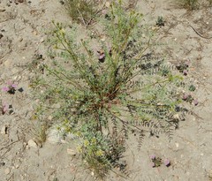 Astragalus bolanderi
