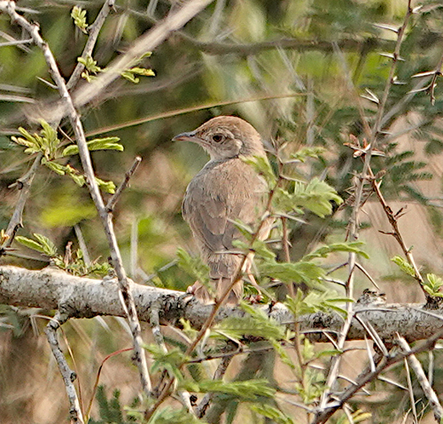 iNaturalist image