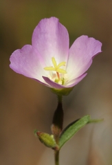 Clarkia arcuata