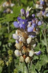 Lupinus grayi