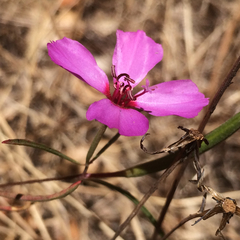 Clarkia purpurea